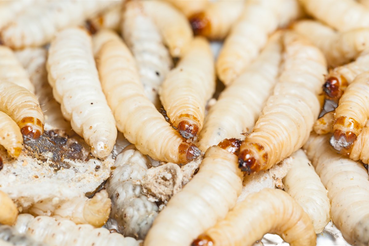 Bienenmaden