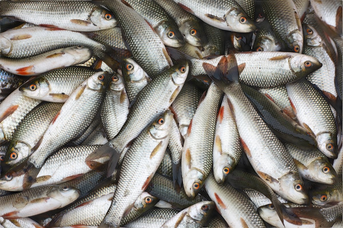 Köderfische