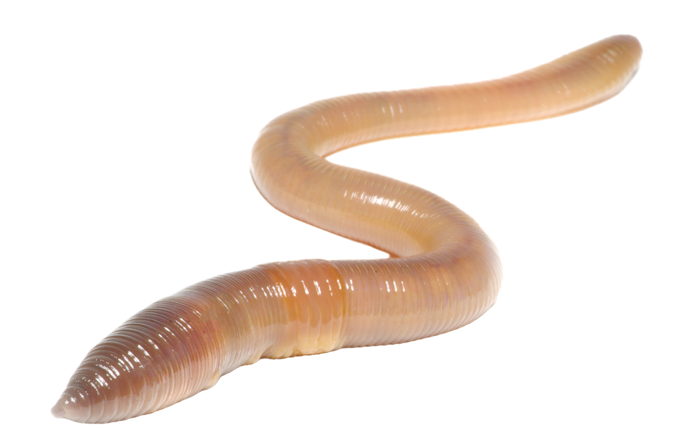 Tauwurm